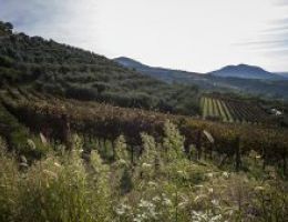 Immagine 5 di COLLI EUGANEI ROSSO D.O.C. 24 MESI BIO VEGANO