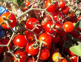 Immagine 3 di POMODORINI IN SALSA ERMMA'