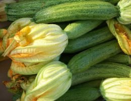 Immagine 1 di ZUCCHINO SAN PASCQUALE