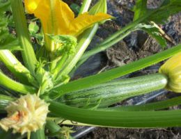 Immagine 2 di ZUCCHINO SAN PASCQUALE