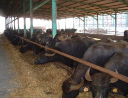 Immagine 3 di MOZZARELLA NERA DI BUFALA