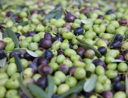 Immagine 3 di OLIO EXTRA VERGINE DI OLIVA PENISOLA SORRENTINA  D.O.P. SYRENUM CATEGORIA SUPERIORE