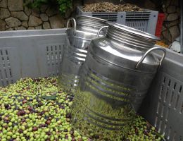 Immagine 4 di OLIO EXTRA VERGINE DI OLIVA PENISOLA SORRENTINA  D.O.P. SYRENUM CATEGORIA SUPERIORE