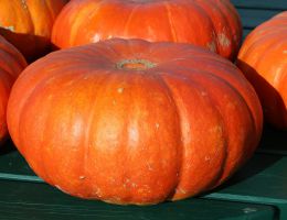 Immagine 1 di Zucca Roda