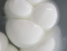 Immagine 3 di MOZZARELLA DI BUFALA CAMPANA D.O.P.