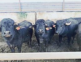 Immagine 5 di MOZZARELLA DI BUFALA CAMPANA D.O.P.