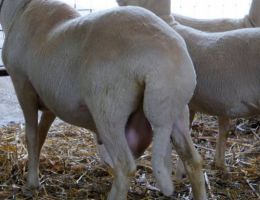 Immagine 3 di PECORINO DI LATICAUDA STAGIONATO 24 MESI