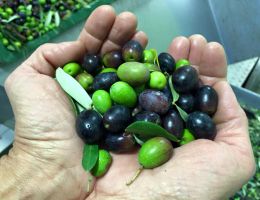 Immagine 4 di OLIO EXTRAVERGINE DI OLIVA DOP VENETO EUGANEO-BERICO DELFO