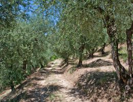 Immagine 5 di OLIO EXTRAVERGINE DI OLIVA DOP VENETO EUGANEO-BERICO DELFO