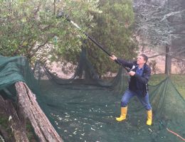 Immagine 4 di OLIO EXTRAVERGINE DI OLIVA COLLI EUGANEI D.O.P.