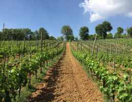 Immagine 3 di LAZIO MERLOT I.G.P IL CERQUETO