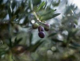 Immagine 2 di OLIO EXTRAVERGINE DI OLIVA COLLI EUGANEI D.O.P.