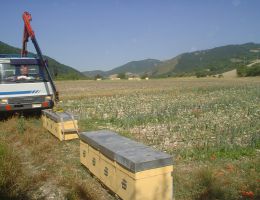 Immagine 3 di MIELE IRPINO DI QUALITA' SUPERIORE