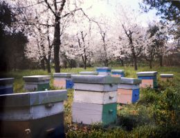 Immagine 4 di MIELE IRPINO DI QUALITA' SUPERIORE