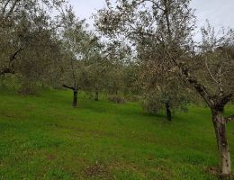 Immagine 2 di OLIO EXTRAVERGINE DI OLIVA BLEND DI QUALITA' SUPERIORE