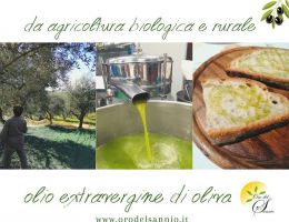 Immagine 4 di OLIO EXTRA VERGINE DI OLIVA BIO DEL SANNIO CULTIVAR ORTICE DI CATEGORIA SUPERIORE