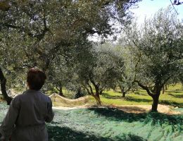 Immagine 5 di OLIO EXTRA VERGINE DI OLIVA BIO DEL SANNIO CULTIVAR ORTICE DI CATEGORIA SUPERIORE