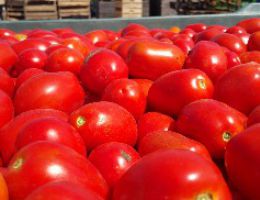 Immagine 1 di PASSATA DI POMODORO ROB DEL BOSCO SICURO