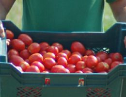Immagine 3 di PASSATA DI POMODORO ROB DEL BOSCO SICURO