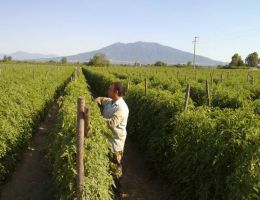 Immagine 2 di POMODORO SAN MARZANO DELL'AGRO SARNESE-NOCERINO D.O.P.