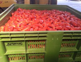 Immagine 4 di POMODORO SAN MARZANO DELL'AGRO SARNESE-NOCERINO D.O.P.