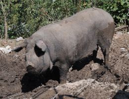 Immagine 2 di PROSCIUTTO CRUDO DI SUINO NERO CASERTANO STAGIONATO
