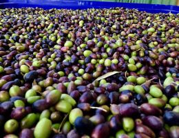 Immagine 3 di OLIO EXTRAVERGINE DI OLIVA BLEND DI CATEGORIA SUPERIORE FRANTOIO MARCOLINI