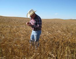 Immagine 4 di BIRRA SPIGA REALE