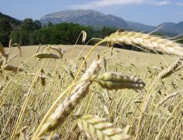 Immagine 5 di BIRRA SPIGA REALE