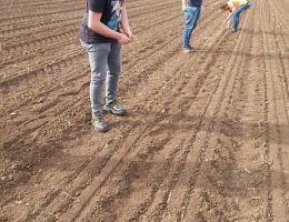 Immagine 3 di CIPOLLA DI ALIFE