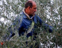 Immagine 1 di D.O.P.OLIO EXTRAVERGINE DI OLIVA COLLI EUGANEI D.O.P.