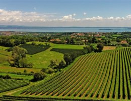 Immagine 2 di LUGANA RISERVA D.O.C. BORGHETTA AVANZI