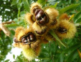 Immagine 1 di MARRONE DI ROCCADASPIDE I.G.P.