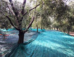 Immagine 5 di OLIO EXTRAVERGINE DI OLIVA COLLI EUGANEI D.O.P.