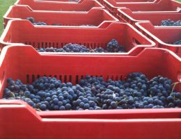 Immagine 2 di COLLI EUGANEI ROSSO D.O.C. CALAONE