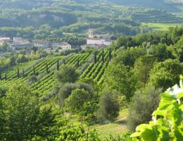 Immagine 4 di COLLI EUGANEI ROSSO D.O.C. CALAONE