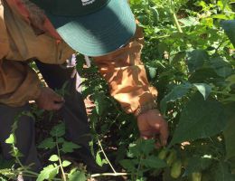 Immagine 3 di POMODORINI DI GRAGNANO