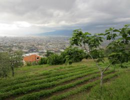 Immagine 2 di POMODORINI DI GRAGNANO