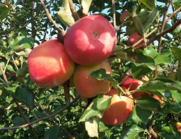 Immagine 4 di CONFETTURA EXTRA DI PESCHE