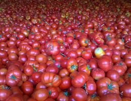Immagine 3 di PASSATA DI POMODORO RICCIO