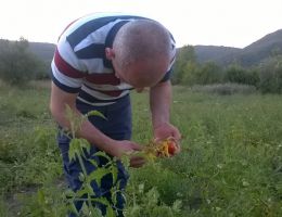 Immagine 4 di PASSATA DI POMODORO RICCIO