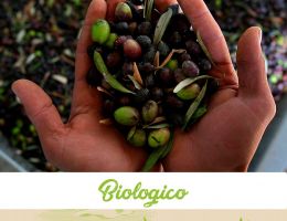 Immagine 2 di OLIO EXTRAVERGINE DI OLIVA D.O.P. COLLINE SALERNITANE BLEND DI CATEGORIA SUPERIORE