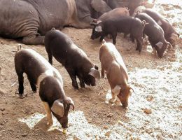 Immagine 3 di PANCETTA DI CINTA SENESE AGRI BORGHI TIZIANO
