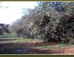 Immagine 2 di OLIO EXTRAVERGINE DI OLIVA CASTEL CAMASTRA' D.O.P. VALDEMONE BLEND DI QUALITA' SUPERIORE