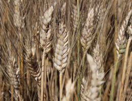 Immagine 4 di PASTA ARTIGIANALE DI GRANO ANTICO SICILIANO DI ALTA QUALITA' PASTIFICIO LENATO