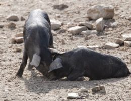 Immagine 3 di PROSCIUTTO CRUDO DI SUINO NERO DEI NEBRODI FATTORIA SAN PIO