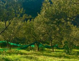 Immagine 4 di OLIO EXTRAVERGINE DI OLIVA D.O.P. CILENTO CULTIVAR PISCIOTTONA CATEGORIA SUPERIORE