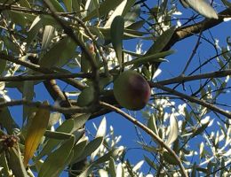 Immagine 5 di OLIO EXTRAVERGINE DI OLIVA D.O.P. CILENTO CULTIVAR PISCIOTTONA CATEGORIA SUPERIORE