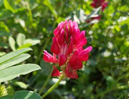 Immagine 3 di MIELE BIO DI SULLA ALLE PENDICI DEL LATO SUD DEL VULCANO ETNA