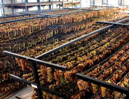 Immagine 2 di ERBALUCE DI CALUSO PASSITO D.O.C.G. TENUTA ROLETTO VINI